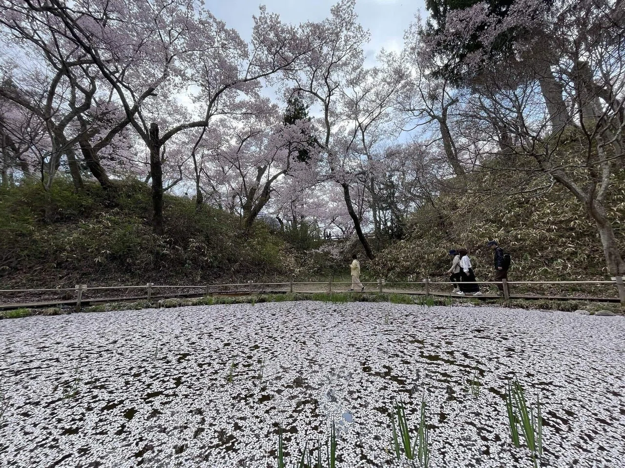 桜の咲く信州伊那・高遠の旅記録｜りょっく