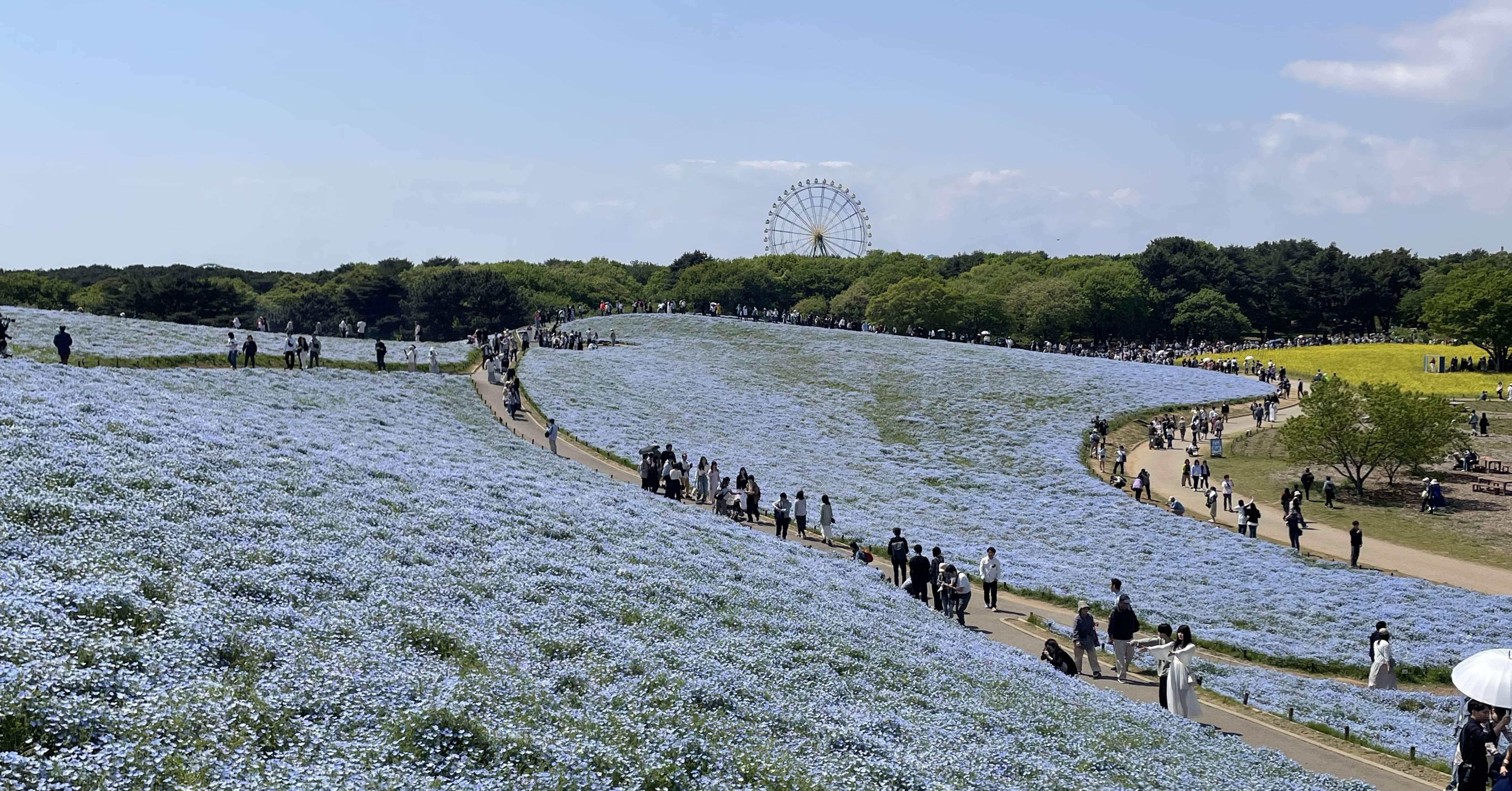 渋滞を避けてネモフィラを満喫！ひたち海浜公園へのアクセスと朝の