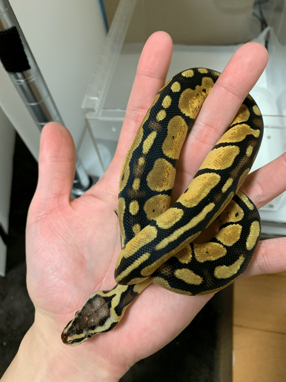 爬虫類の遺伝について Reptronica Note 爬虫類の遺伝について Reptronica Note