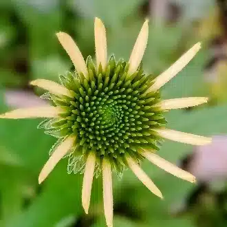 　soyo