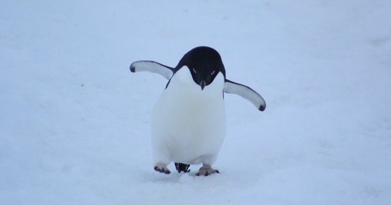 フランス基地でアデリーペンギン調査