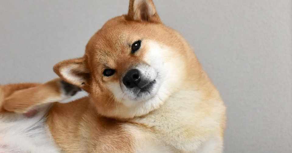 うちの犬が痒がってる 外耳炎 動物の先生 Note