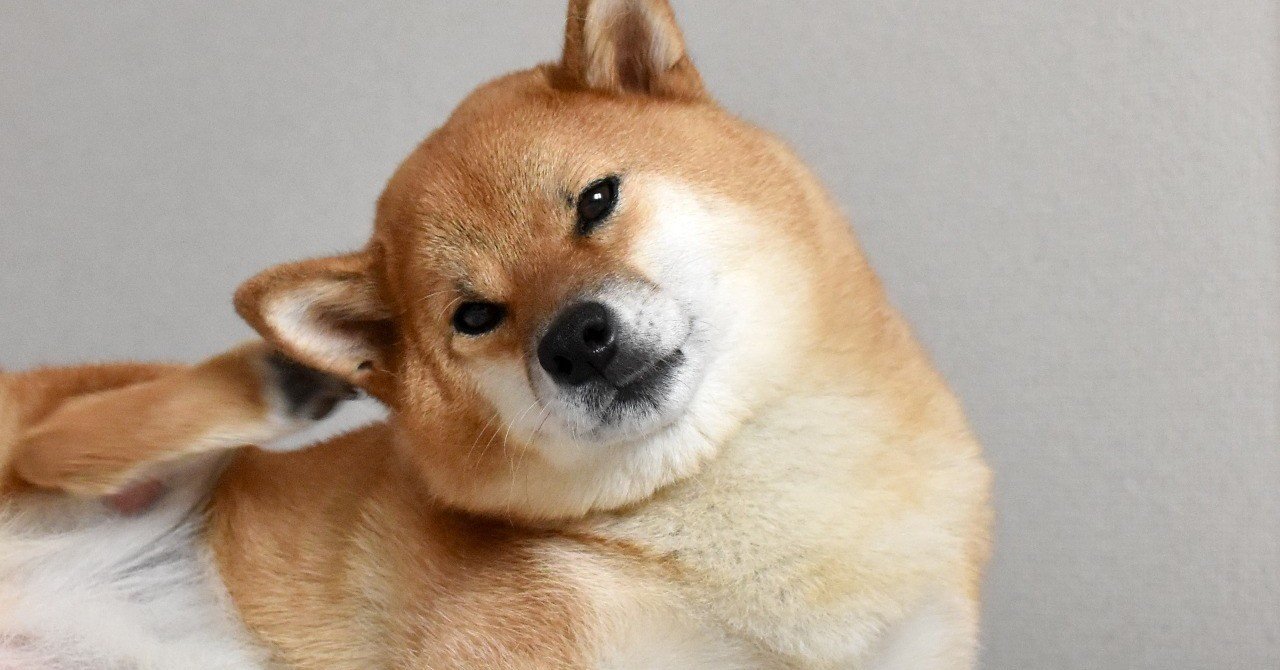 うちの犬が痒がってる 外耳炎 動物の先生 Note