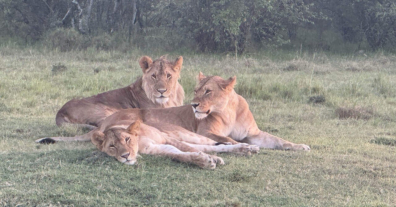 数十万するケニアのサファリに3000円で行ってみた話｜マサイマラ【世界