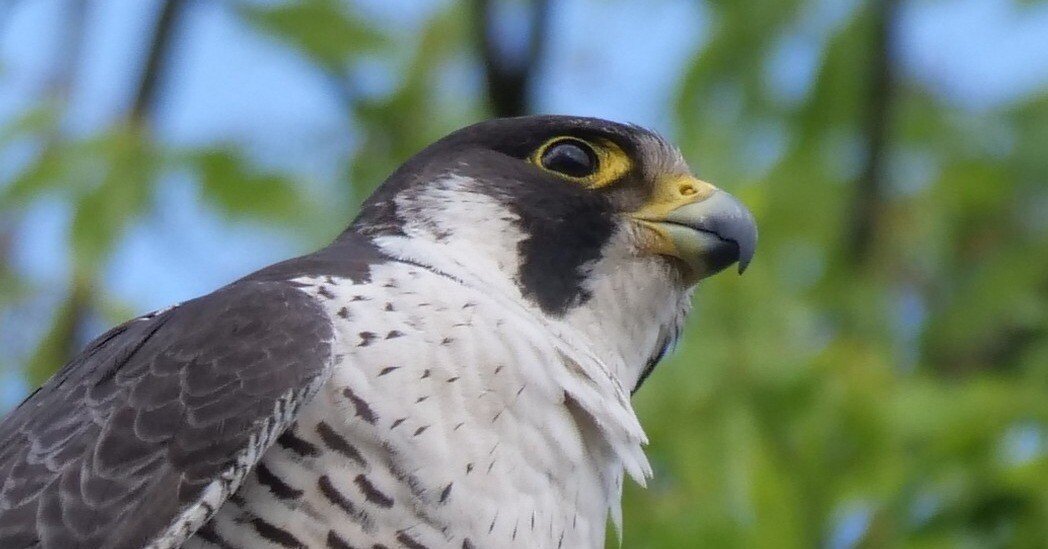 野鳥が好きです!#174「400mmの望遠レンズでハヤブサを撮る①(留まり木