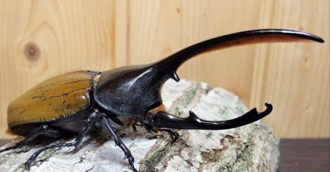 WD】ヘラクレス・オキシデンタリスの飼育記録【2015～2016】｜AKECHI