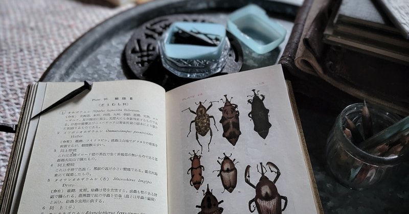 使ってみよう！『日本の昆虫1900』〜実践編〜｜ブンイチ（文一