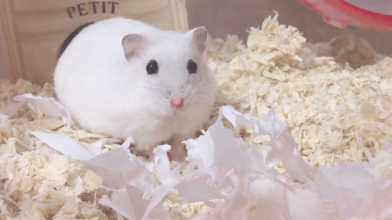 モカちゃん 薔薇です Note