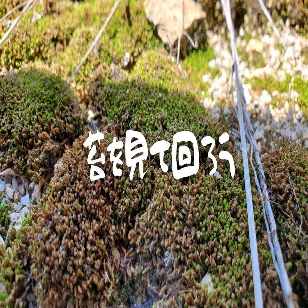 苔をしっかり見てみよう｜moss paradise3055（モスパラ）