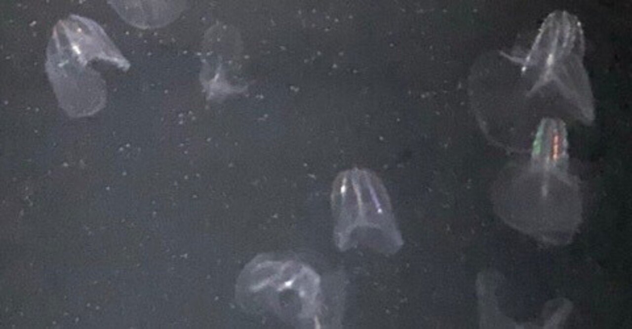 クラゲ図鑑】キタカブトクラゲ ～深海からやってくる、ささないクラゲ