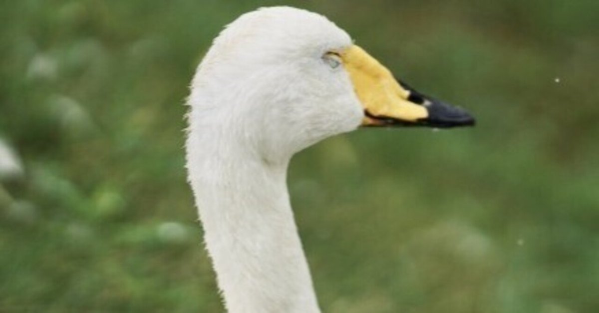 白鳥世代」という麻雀用語(?)について私が勘違いしていたこと