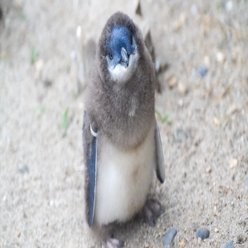 はじめまして、フェアリーペンギン雛｜haru