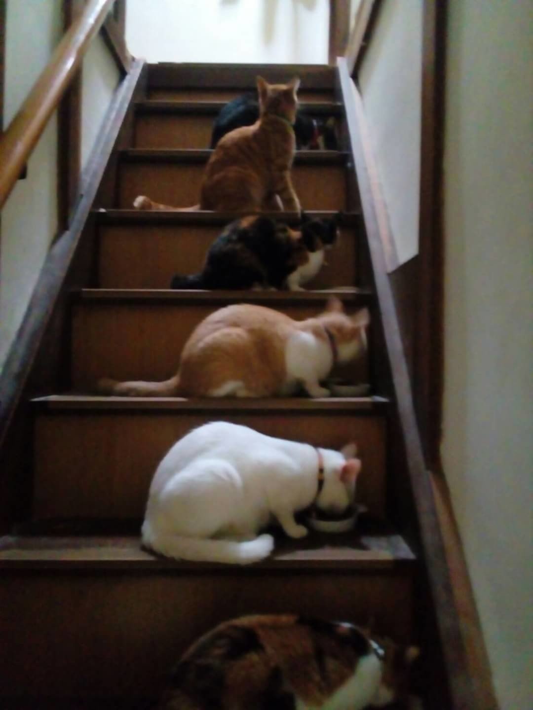 我が家のペット自慢 階段猫 真田正之 Note