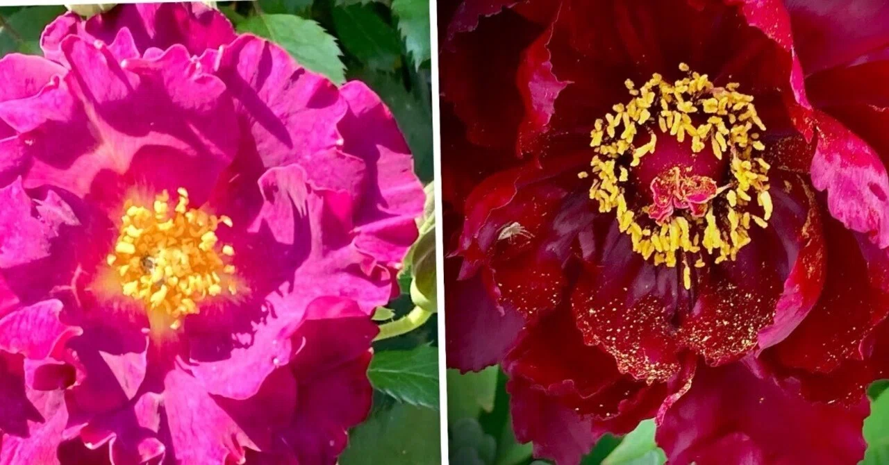 128. 牡丹と薔薇はﾄﾞﾁﾗｶﾞｷﾚｲ《歌詞》｜こすもす