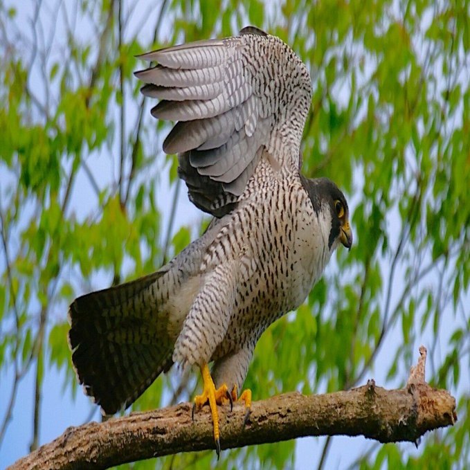 野鳥が好きです!#175「400mm望遠でハヤブサを撮る②(飛翔シーン編/距離