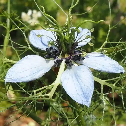 nigemizu nigella（逃げ水ニゲラ）