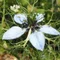 nigemizu nigella(逃げ水ニゲラ)