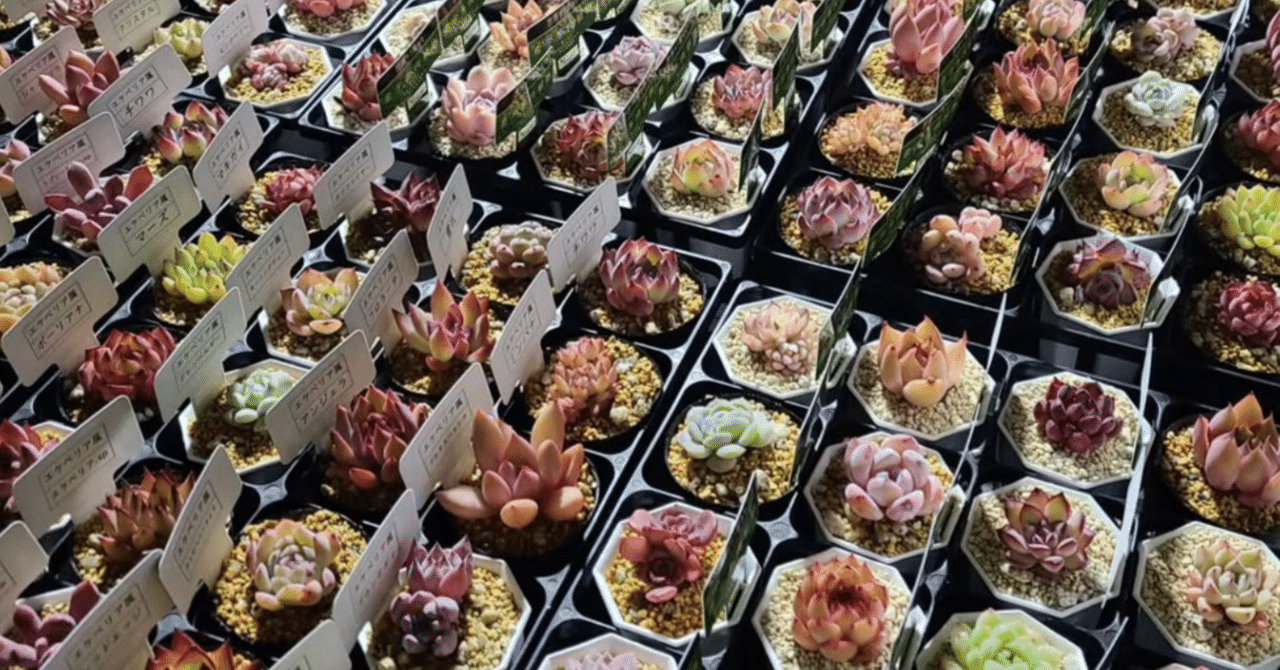 多肉植物の寄せ植えで注意することは「同じタイプ同士！」を意識しま