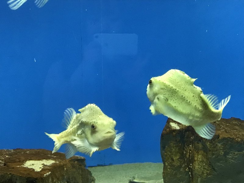 葛西臨海水族園 感想 Note