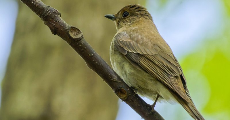 小さいミミズク”じゃなかったのか！ | 私的鳥類図鑑