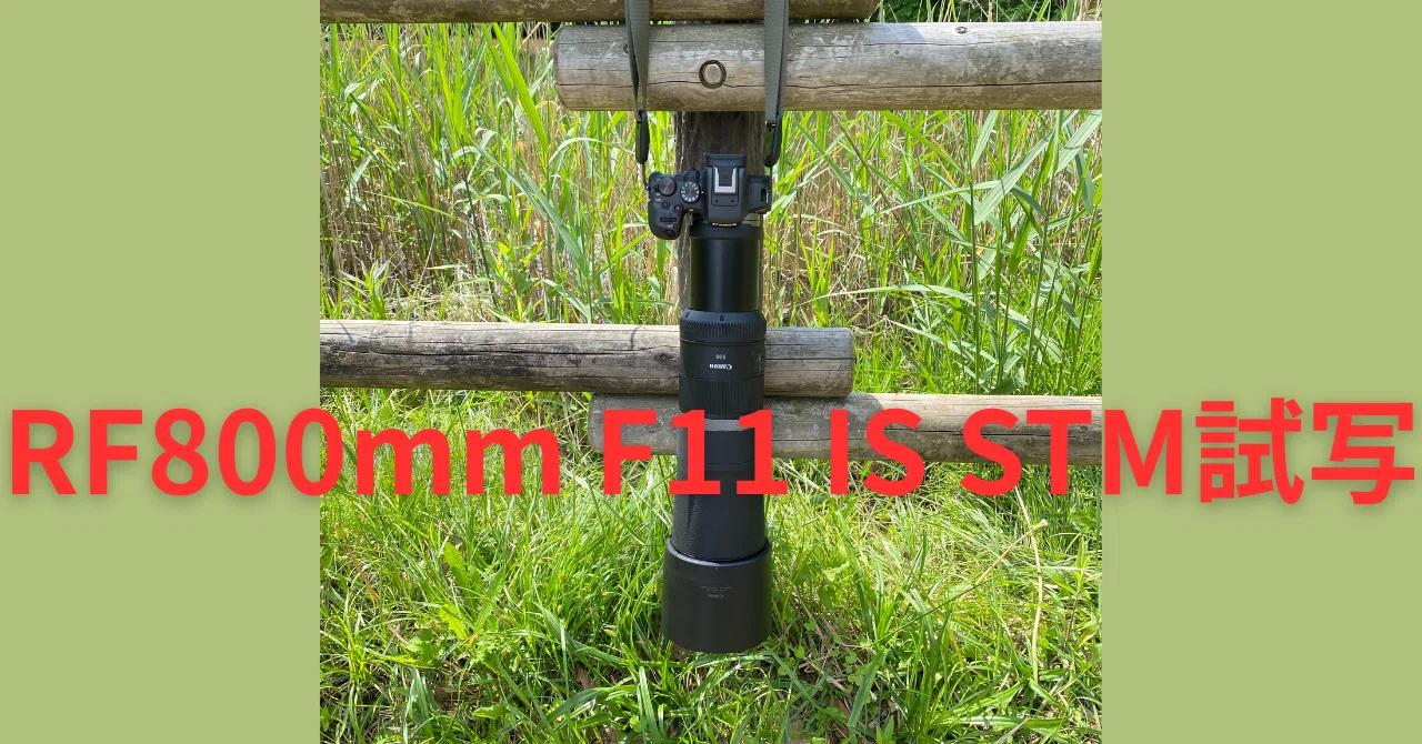 Canon RF800mm F11 IS STM 試写1回目 #2155｜RURI