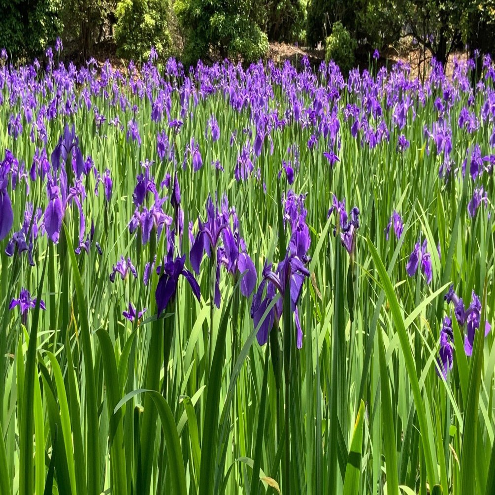 大田神社のカキツバタ（杜若，燕子花）：2025年5月3日（土）｜藤井秀昭