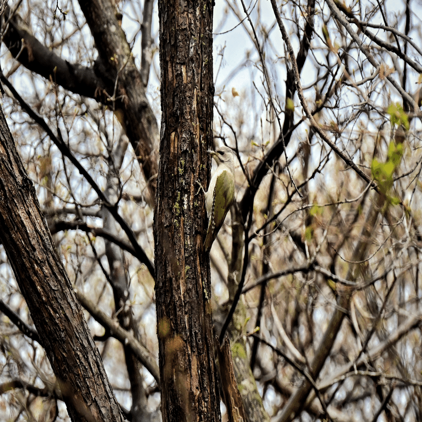 散歩に思う。鳥と桜と愛犬と1️⃣ Zfcとズームレンズ｜DATE