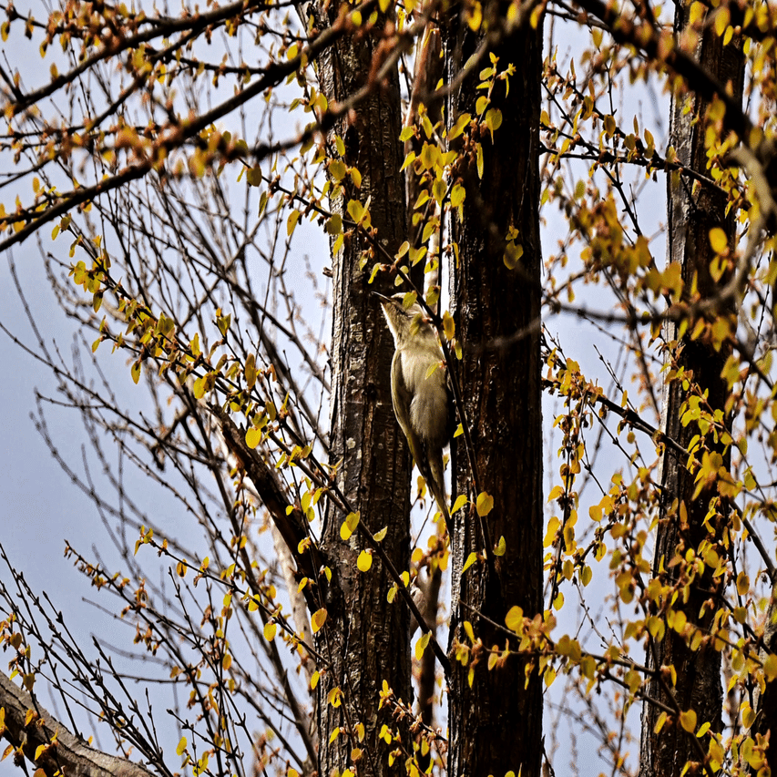 散歩に思う。鳥と桜と愛犬と1️⃣ Zfcとズームレンズ｜DATE
