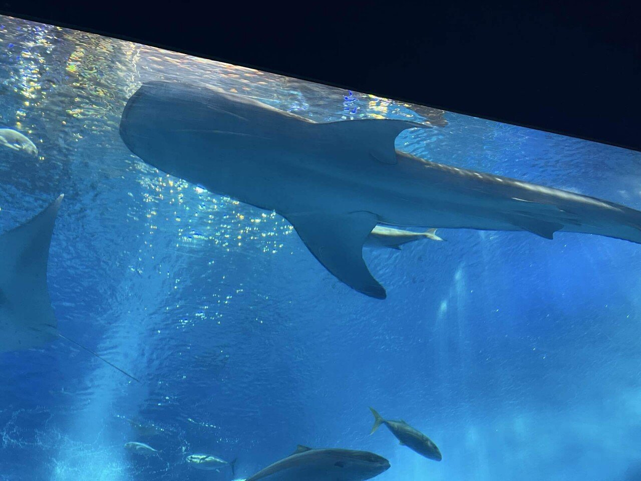 美ら海水族館 とにかくジンベイザメがでかい！｜雨宮たける（pen name）