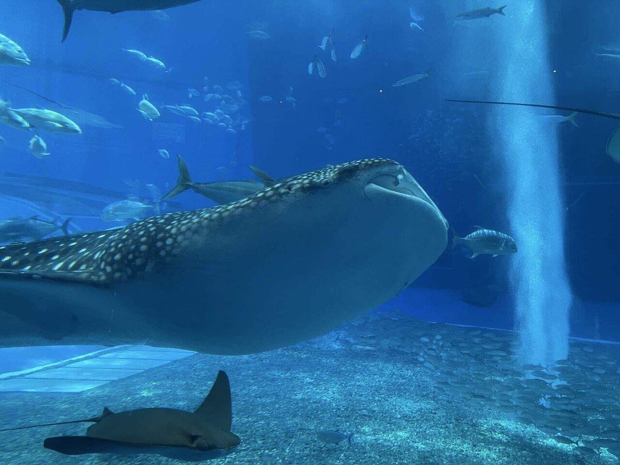 美ら海水族館 とにかくジンベイザメがでかい！｜雨宮たける（pen name）