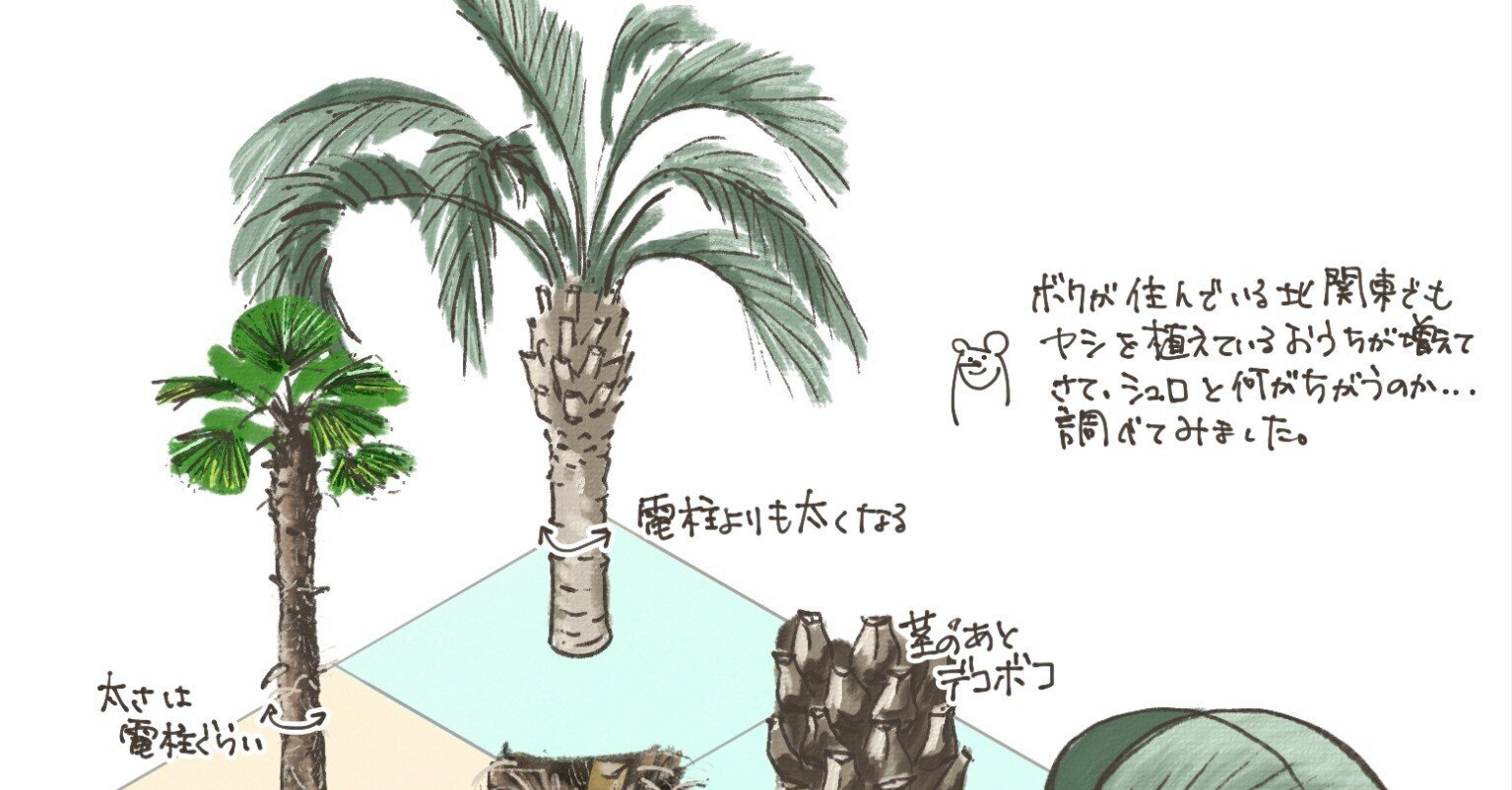 ヤシの木　（多分シュロだと思います） シュロの木とヤシの木 | 有限会社 新庭園スタッフブログ
