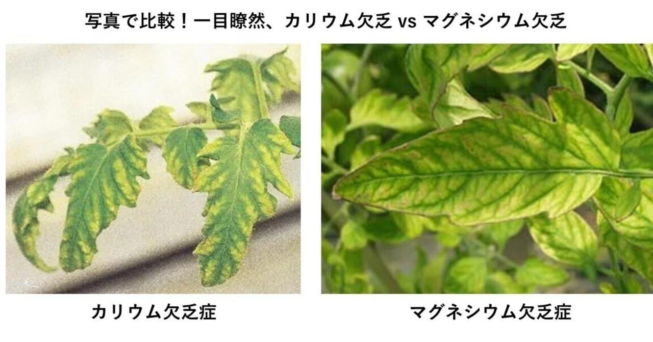 トマト の 葉 が 黄色く なる(01)