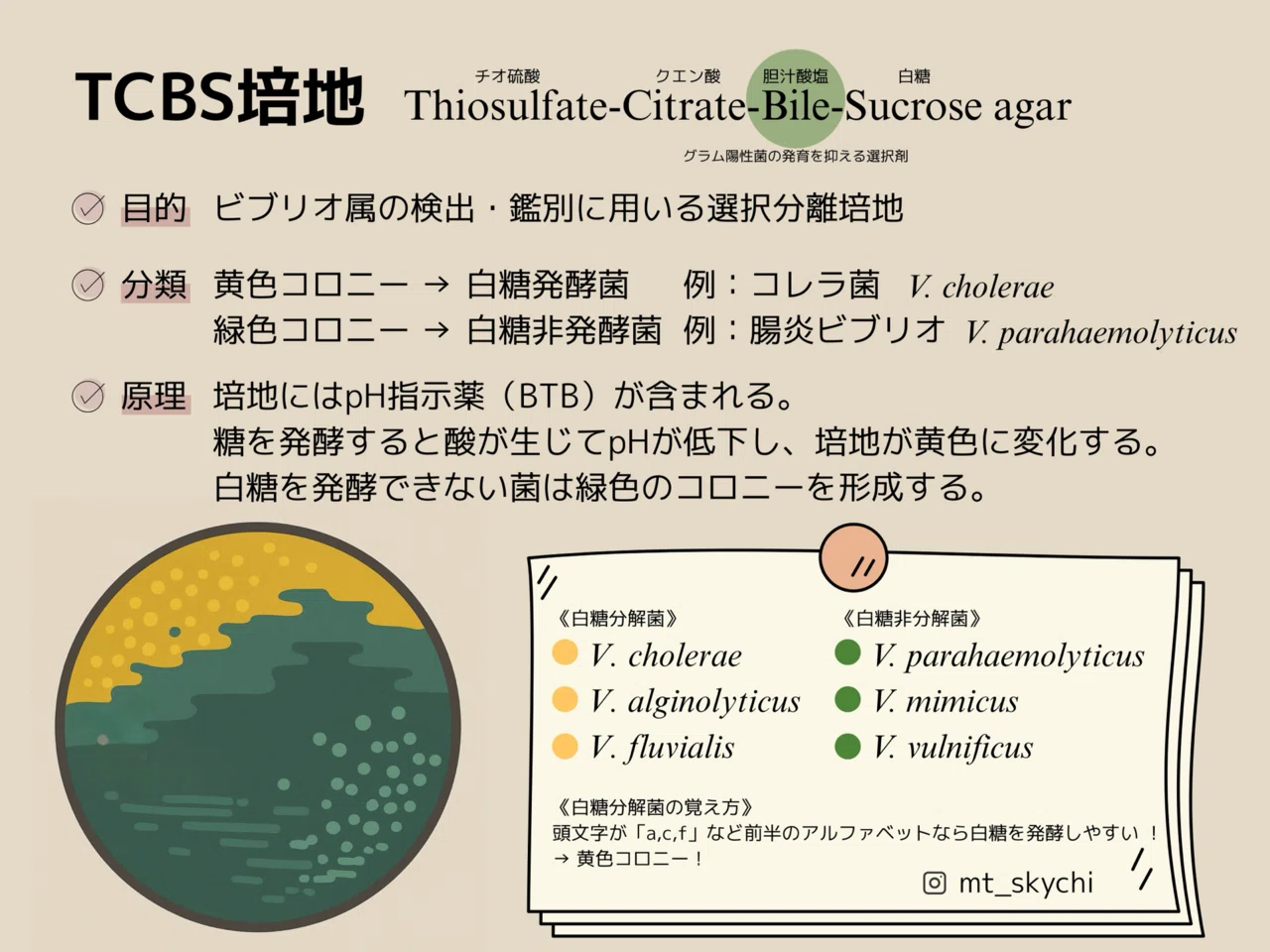 2025第71回臨床検査技師国家試験【臨床微生物学】#68〜78｜そらち/臨床