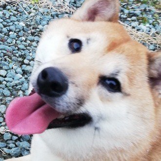 ただ 静かに暮らしたいだけなのに 上手く行かないなぁ しばねこ Note ただ 静かに暮らしたいだけなのに 上手く行かないなぁ しばねこ Note