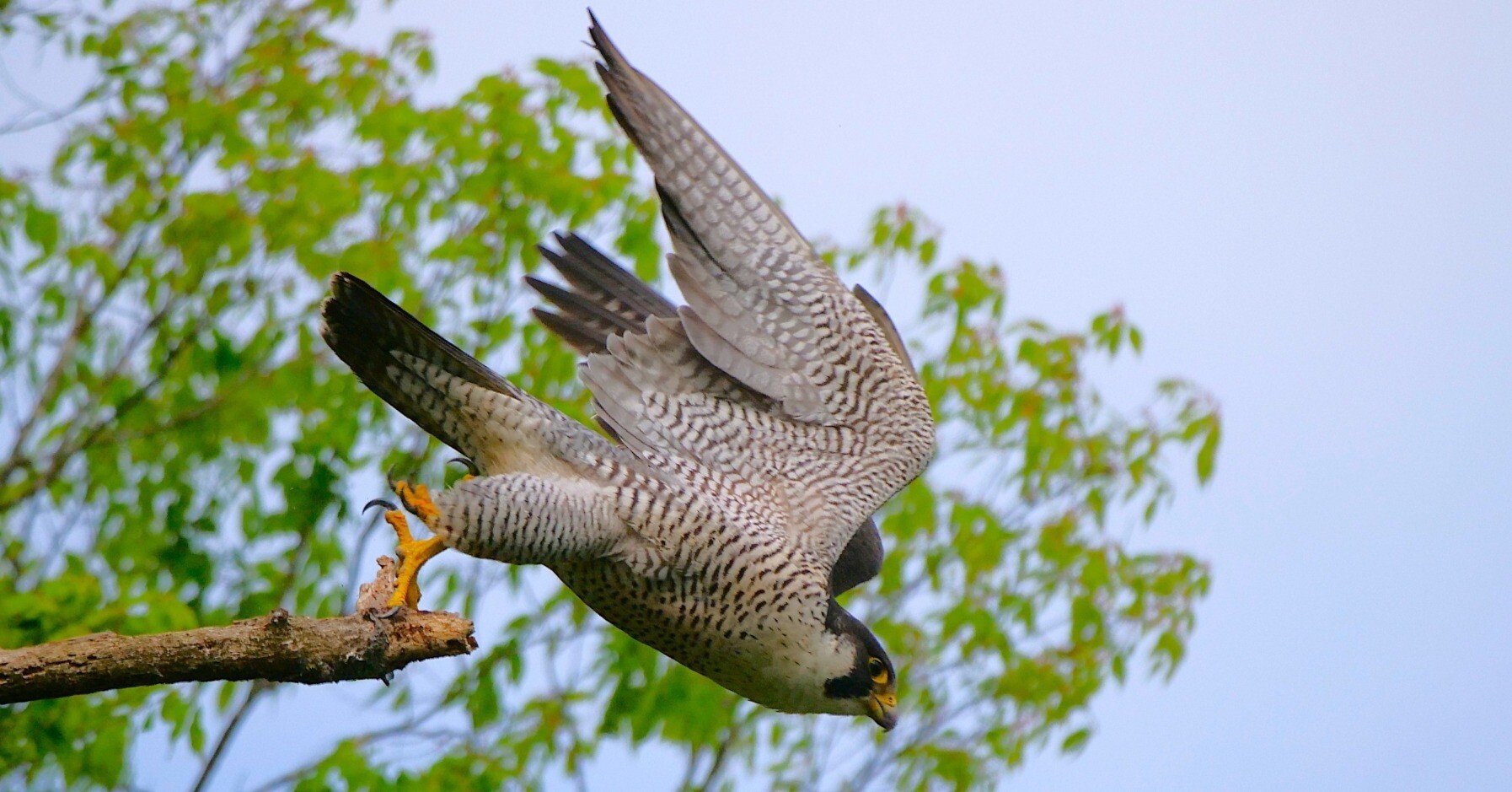 野鳥が好きです!#176「400mm望遠でハヤブサを撮る③(撮影モード別編