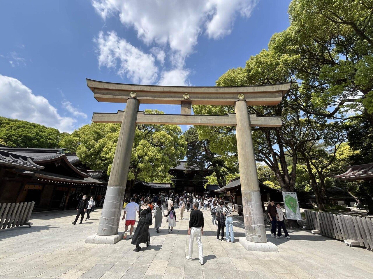 明治神宮南参道｜桔梗の花🇯🇵 도라지🇰🇷