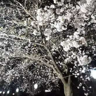 未華月