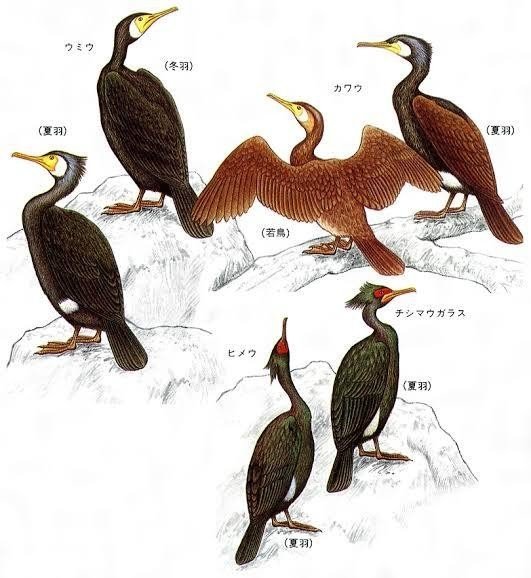 第808回 鵜の中のカワウ 4回目 翆野 大地 Note 第808回 鵜の中のカワウ 4回目 翆野 大地 Note