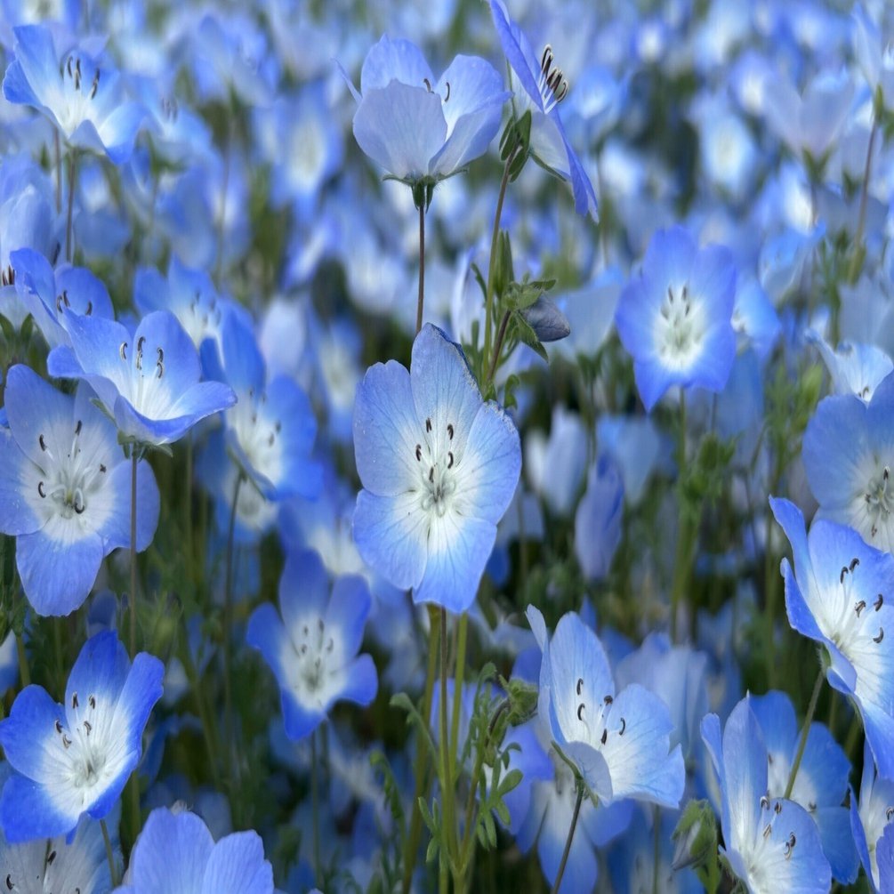 花言葉】ネモフィラ（Nemophila）｜璃桜（りおう）＠日常の彩り