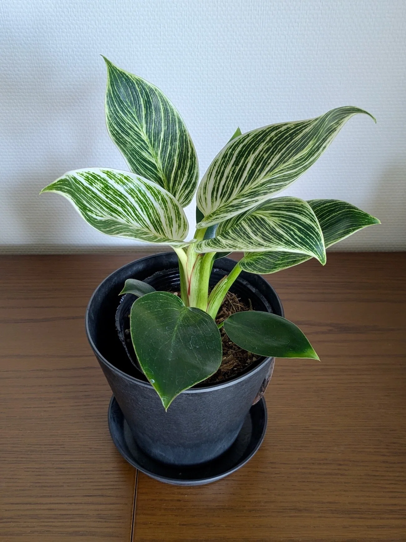 小型観葉植物 緑色の艶葉 購入してきた観葉植物「フィロデンドロン バーキン」。斑入りの葉の
