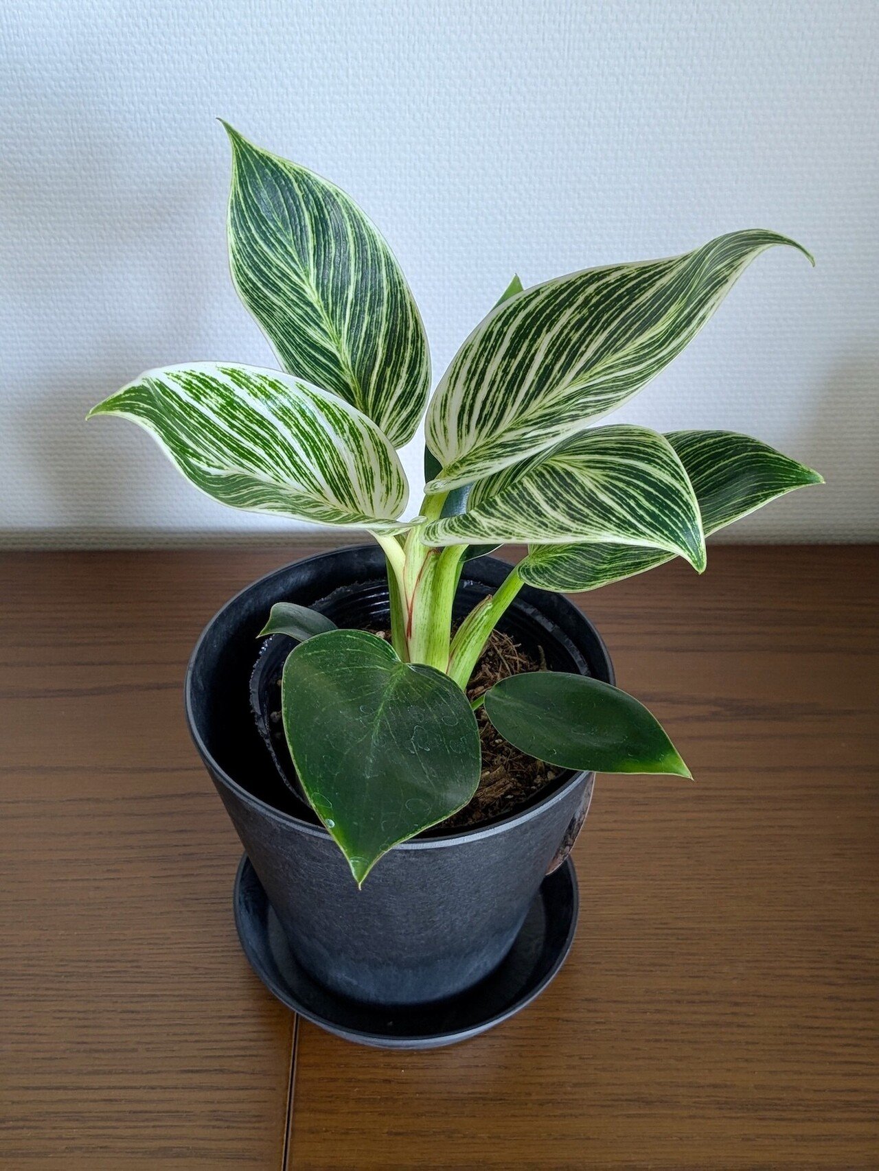 購入してきた観葉植物「フィロデンドロン バーキン」。斑入りの
