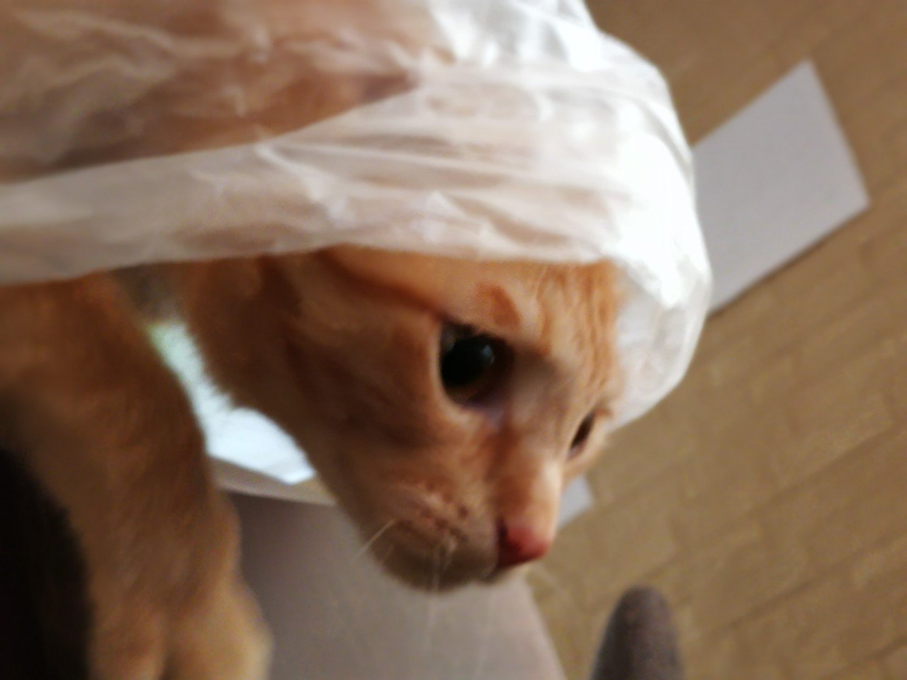 猫のしっぽ｜ニコチン｜note