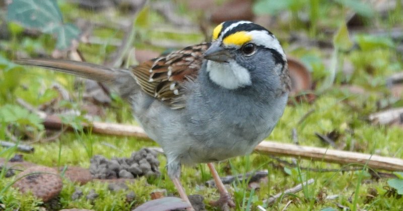 BIRDER11月号の見どころ｜ブンイチ（文一総合出版）
