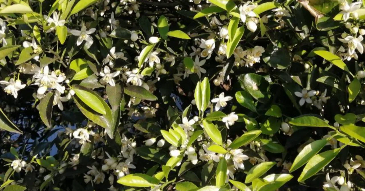 No．1594 八朔の花咲く丘｜仁の音