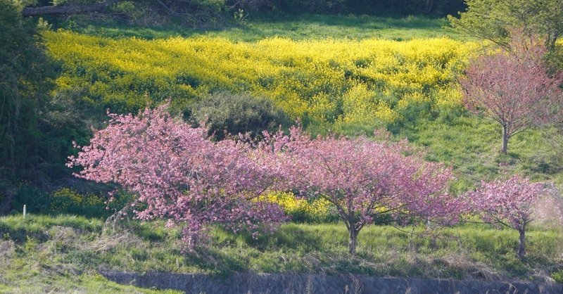桜遠景