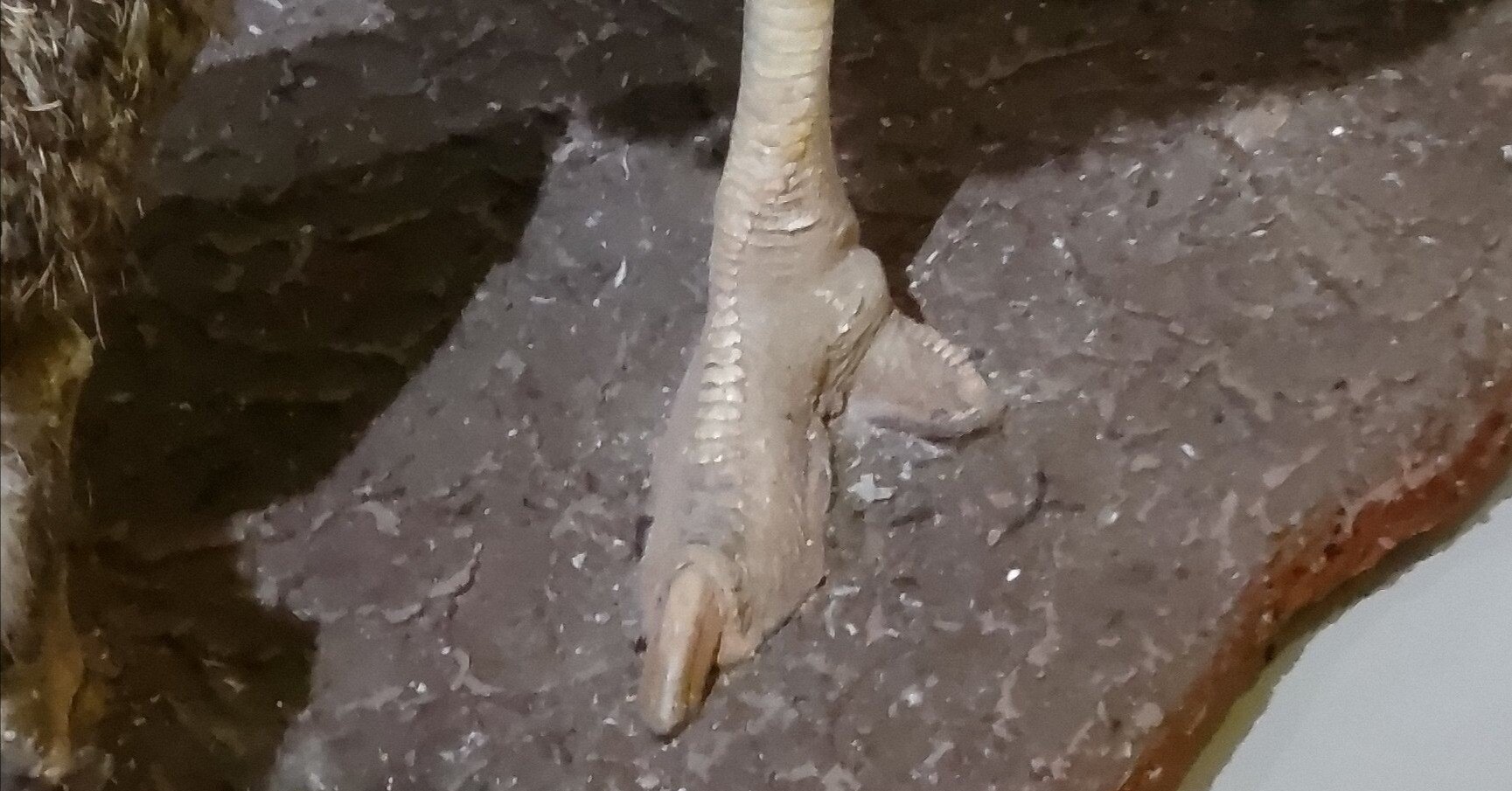 鳥の標本600体を見てきたので「ぼくの考えた最強の鳥の足」を創作