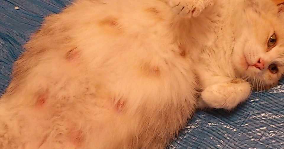 避妊手術をしていない犬 猫に多い 乳腺腫瘍 動物の先生 Note