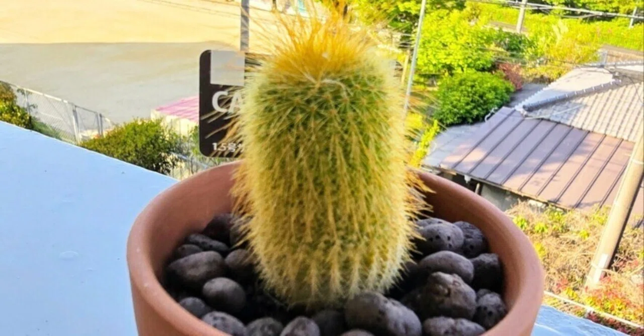 サボテンの成長記録2025🌵✨️｜サラ*♡