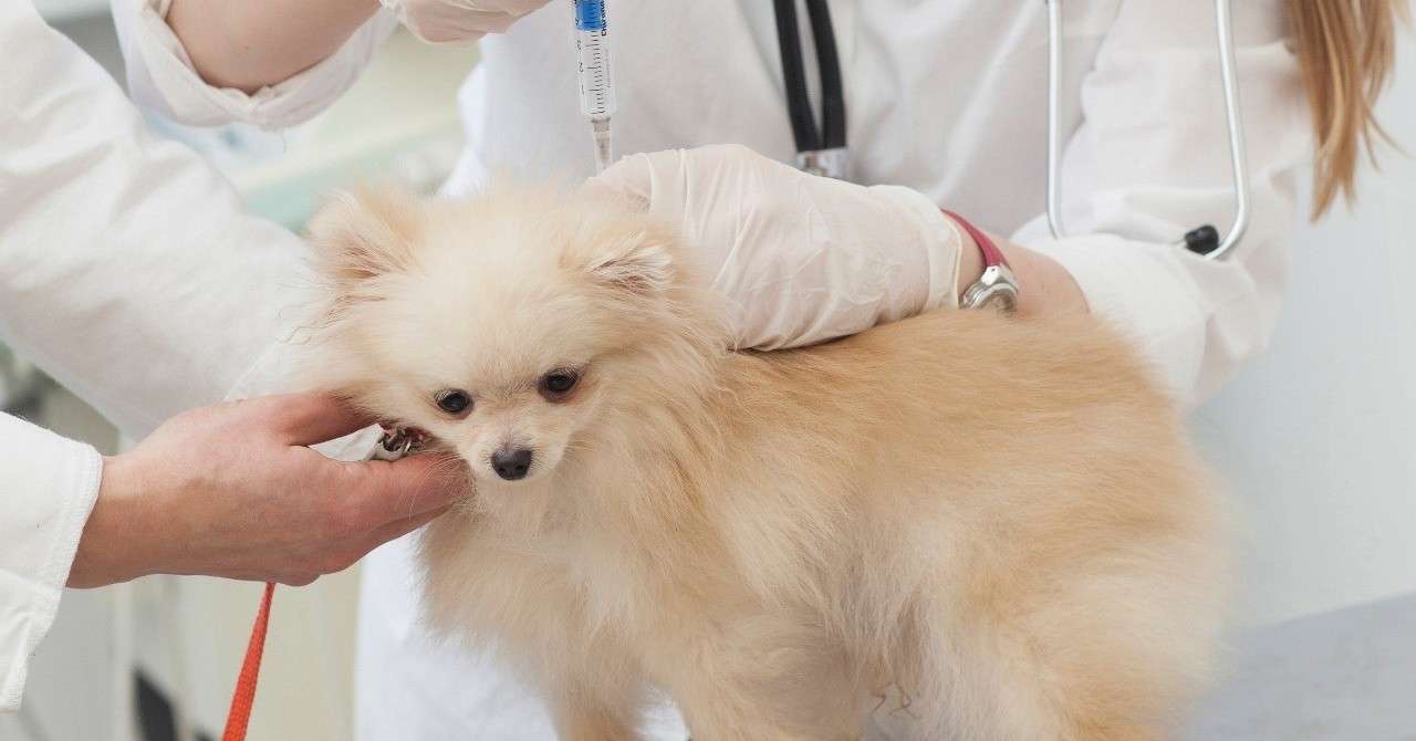 犬 猫の 糖尿病 とインスリン注射 動物の先生 Note