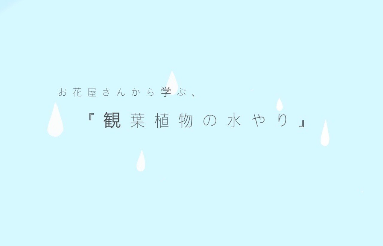 元 お花屋さんから学ぶ 観葉植物の水やり Haruouo Note 元 お花屋さんから学ぶ 観葉植物の水やり Haruouo Note